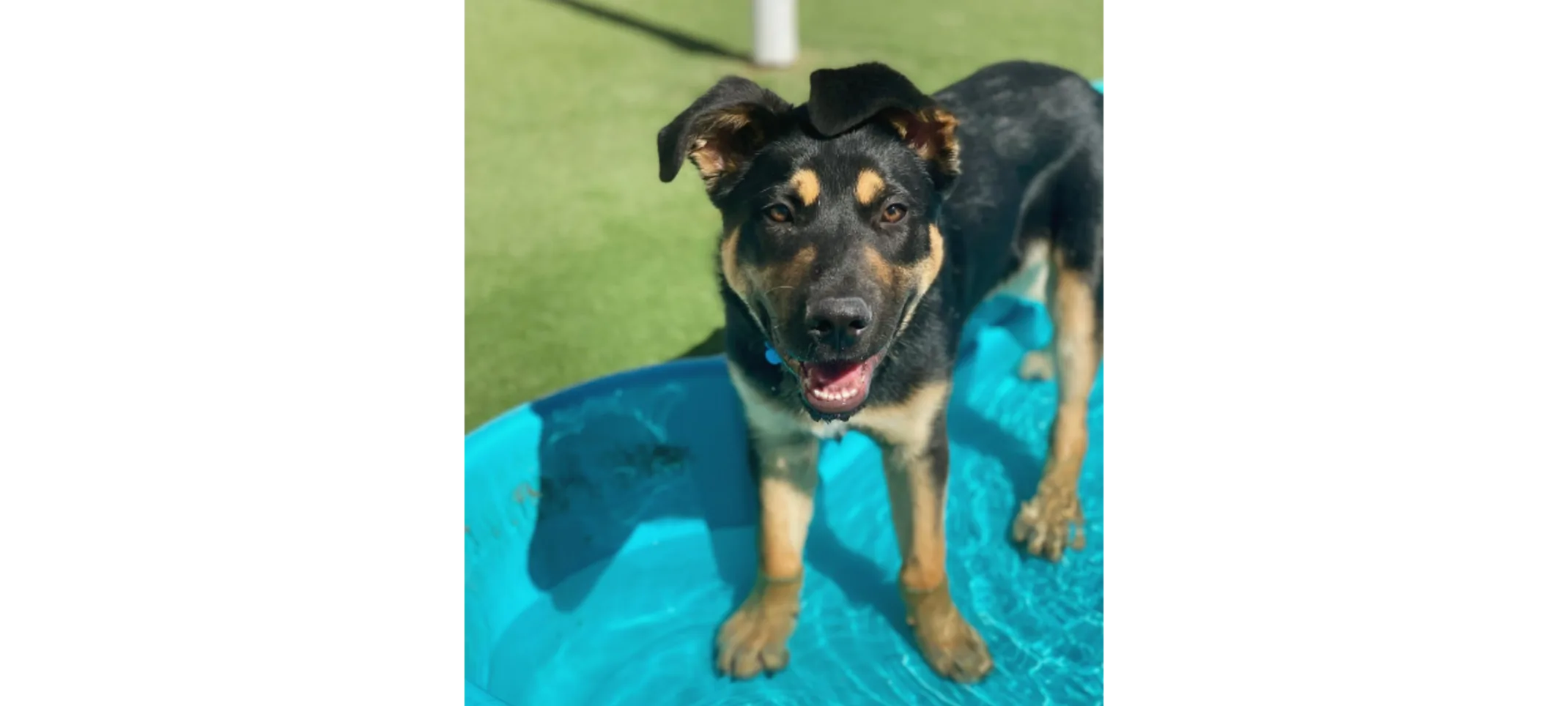 Black and Brown Dog Standing in Small Kiddie Pool